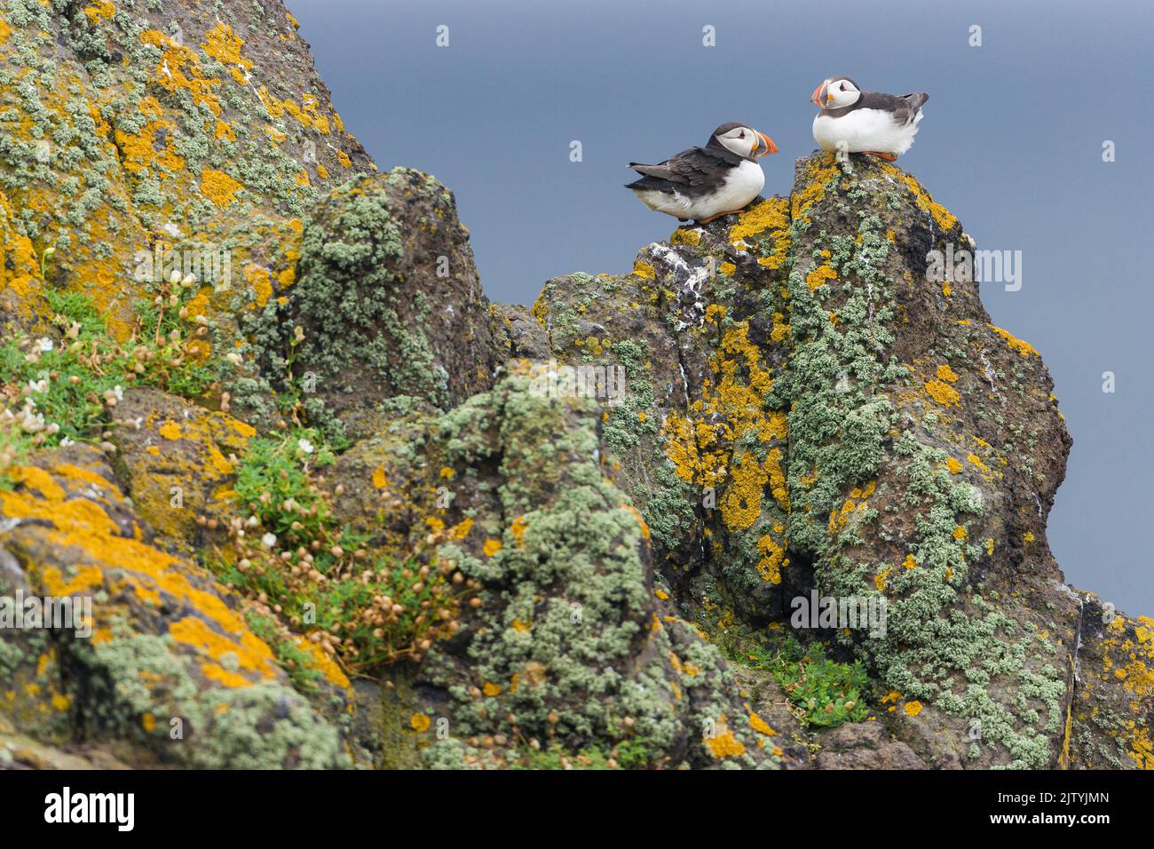 Atlantic Puffin (Fratercula arctica), pair resting on lichen-covered rocks, Isle of May, Firth of Forth, Scotland Stock Photo