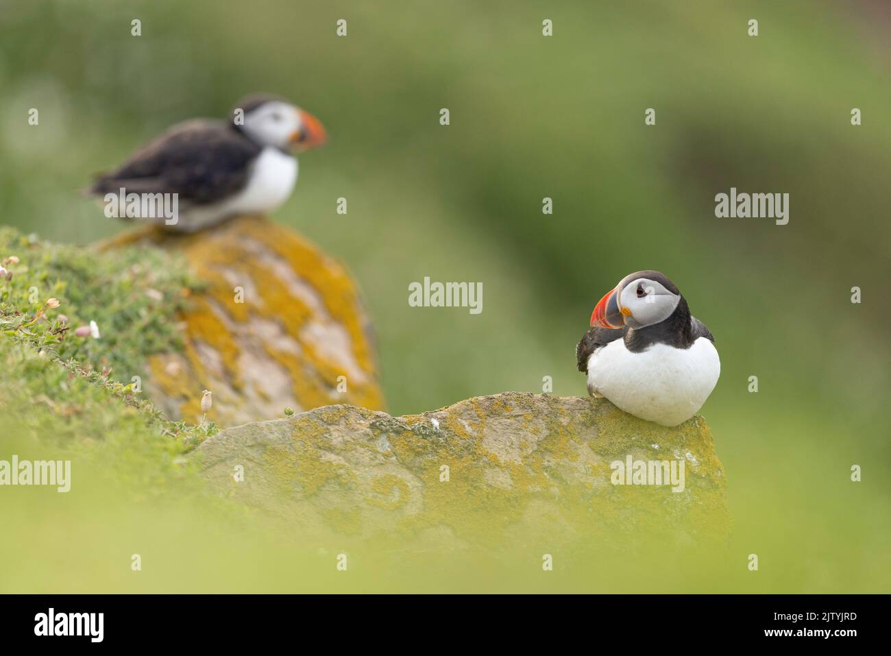 Two Atlantic Puffins (Fratercula arctica) resdting on rocks outside burrows, Great Saltee Island, Co. Wexford, Republic of Ireland Stock Photo