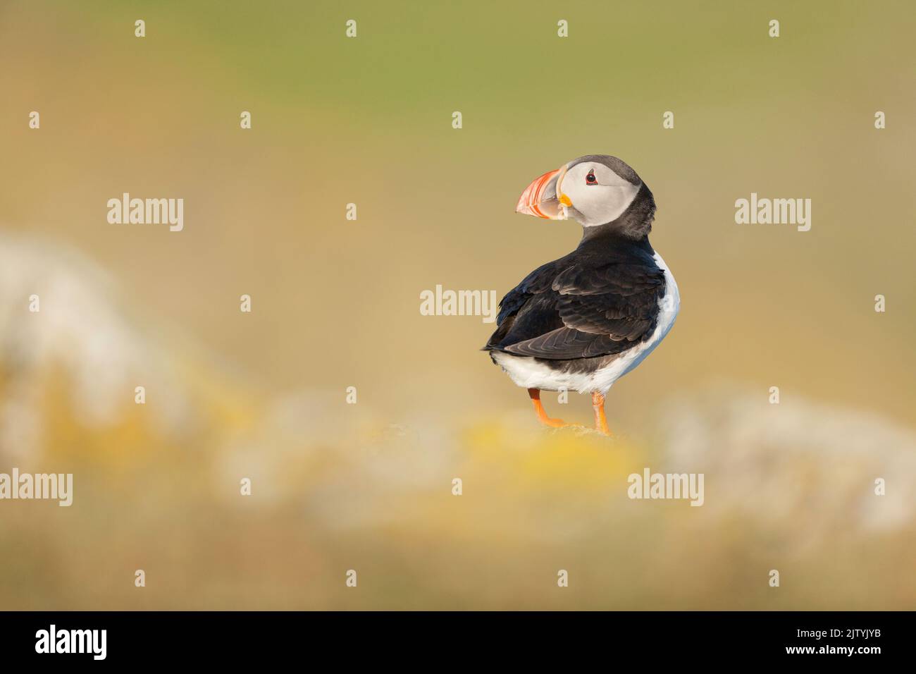 Puffin (Fratercula arctica), Isle of May, Forth of Forth, Scotland, UK Stock Photo