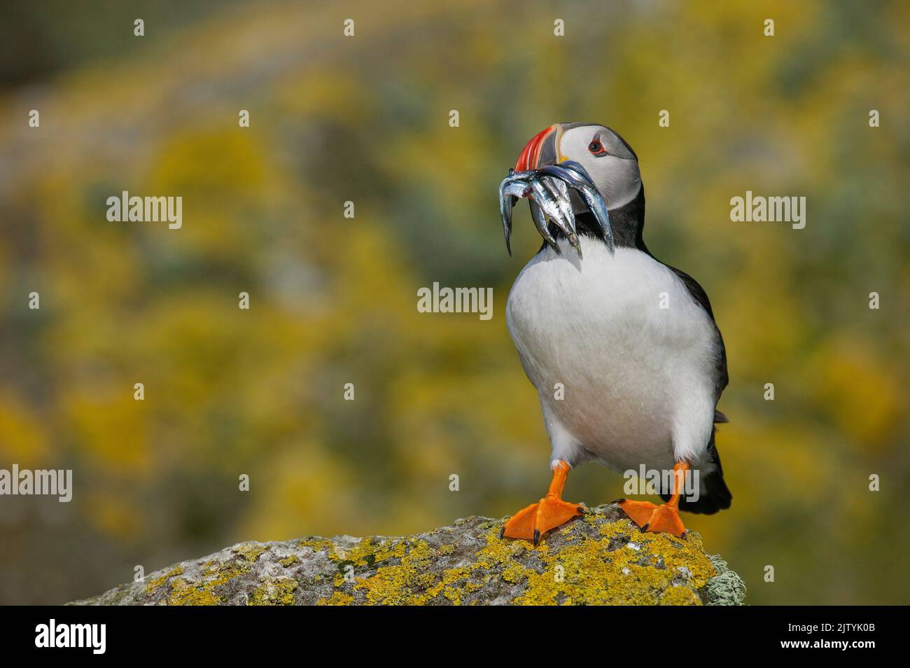 Atlantic Puffin (Fratercula arctica) with sand eels amongst lichen-covered rocks, Shiant Islands, Scottish Highlands, UK Stock Photo