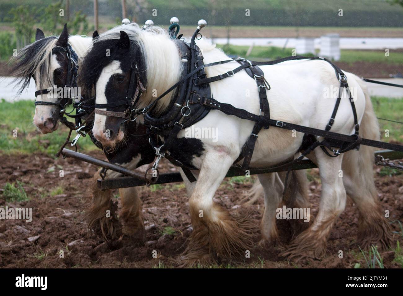 Heavy Horses Ploughing Field the Old way Daylesford Gloucestershire England uk Stock Photo