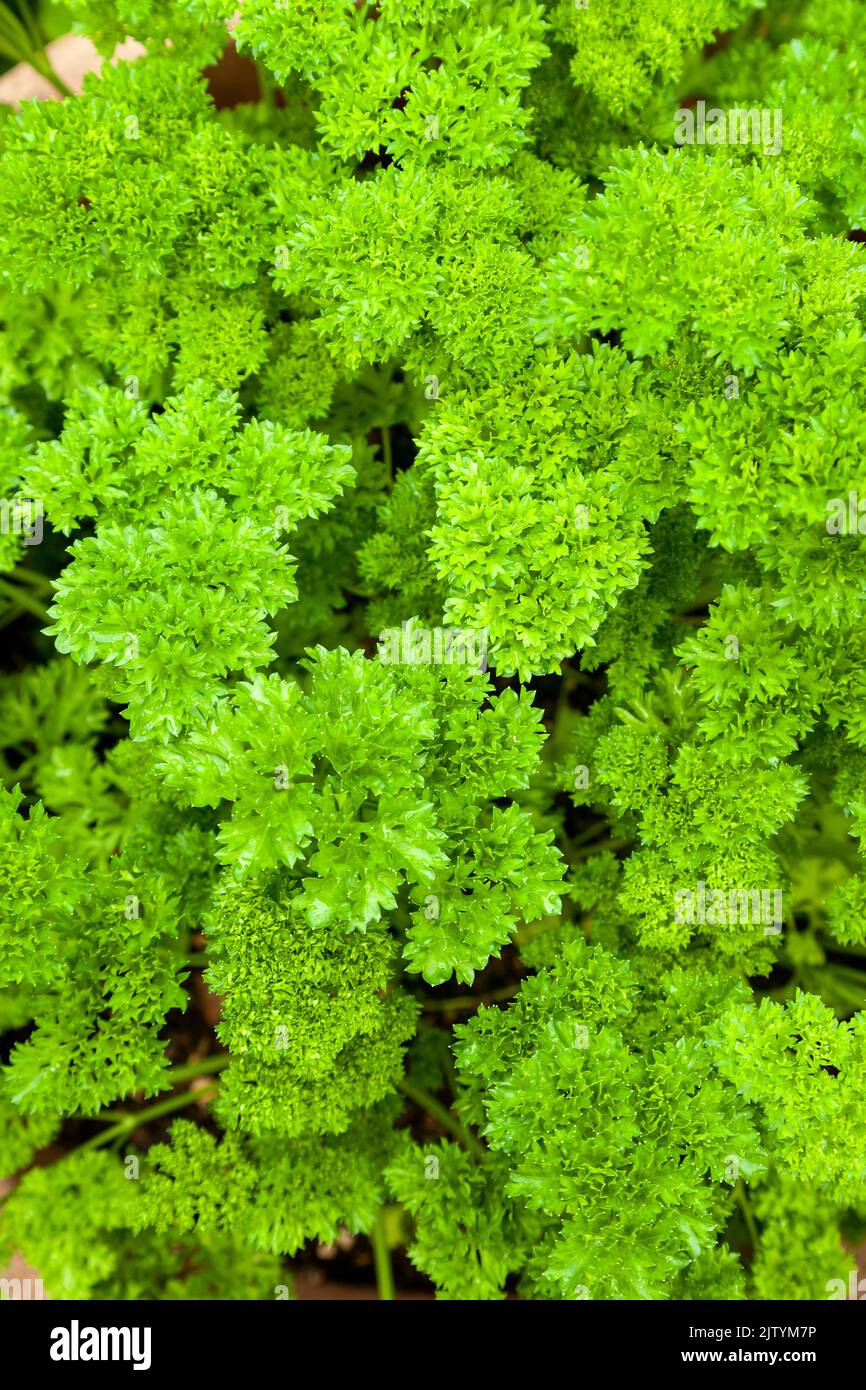 parsley growing in the garden Stock Photo Alamy