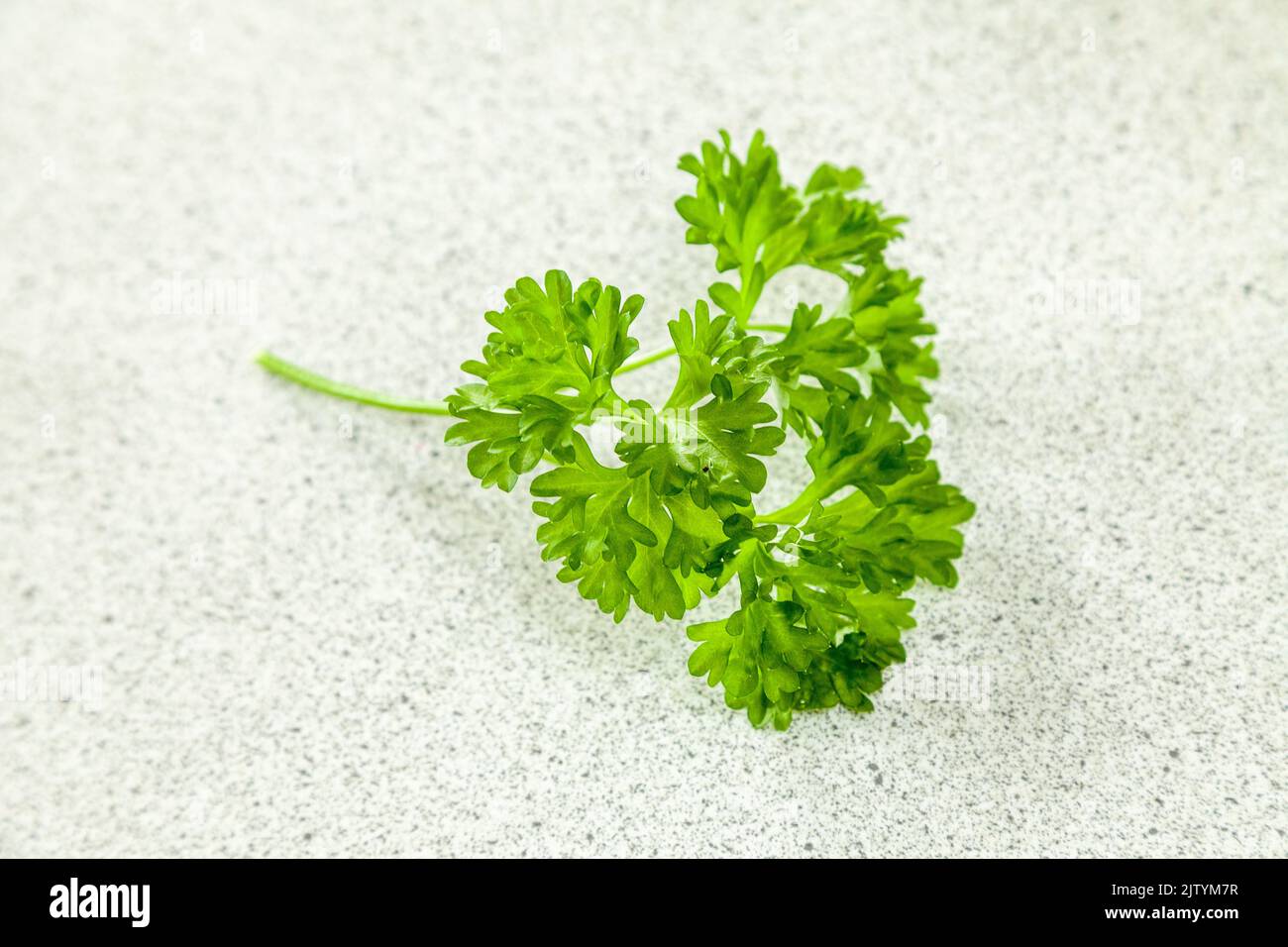 A spring of parsley on a kitchen work top Stock Photo