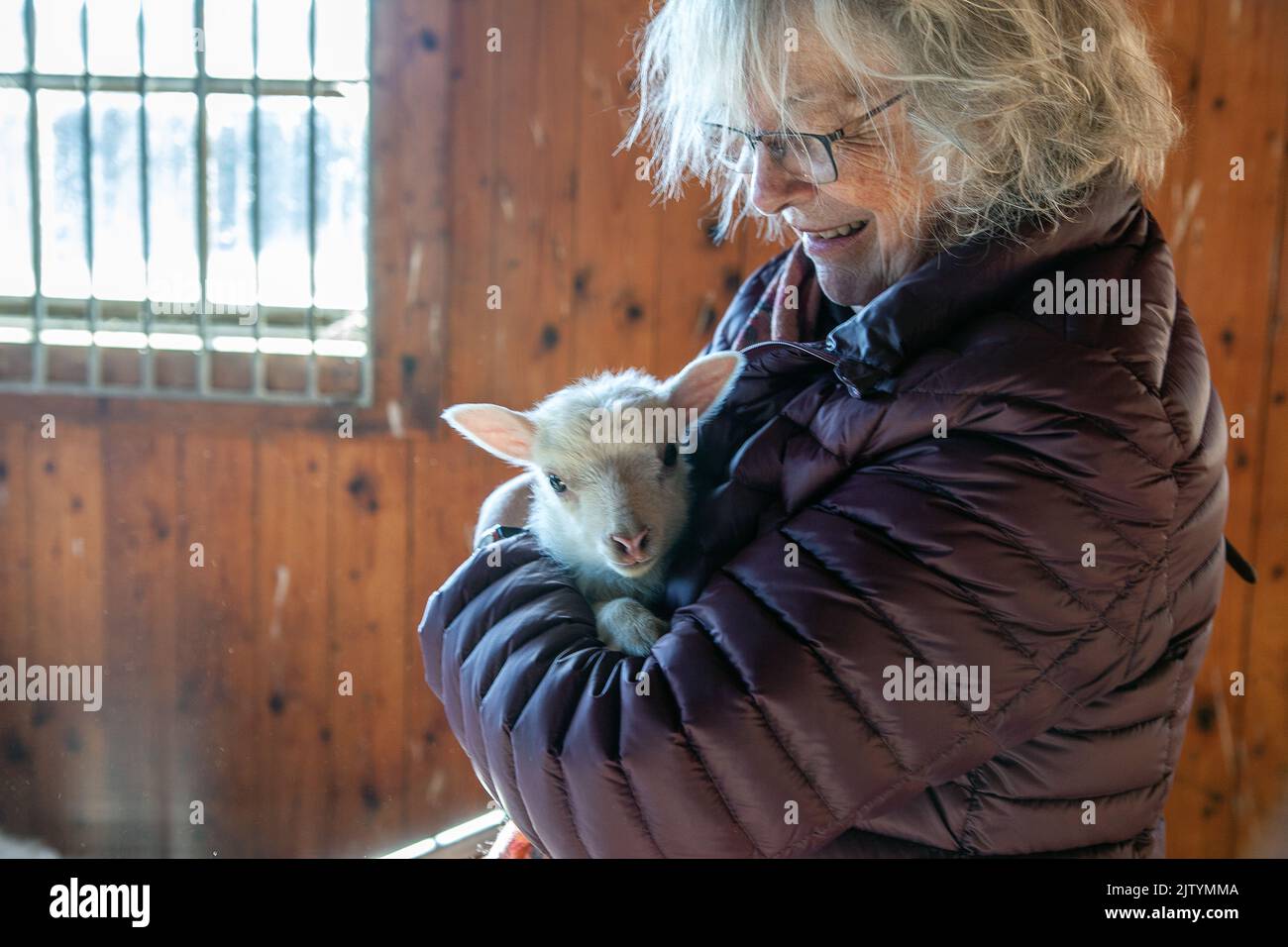 Domestic Sheep, lamb, held by woman in farmhouse. flen, sweden Stock Photo