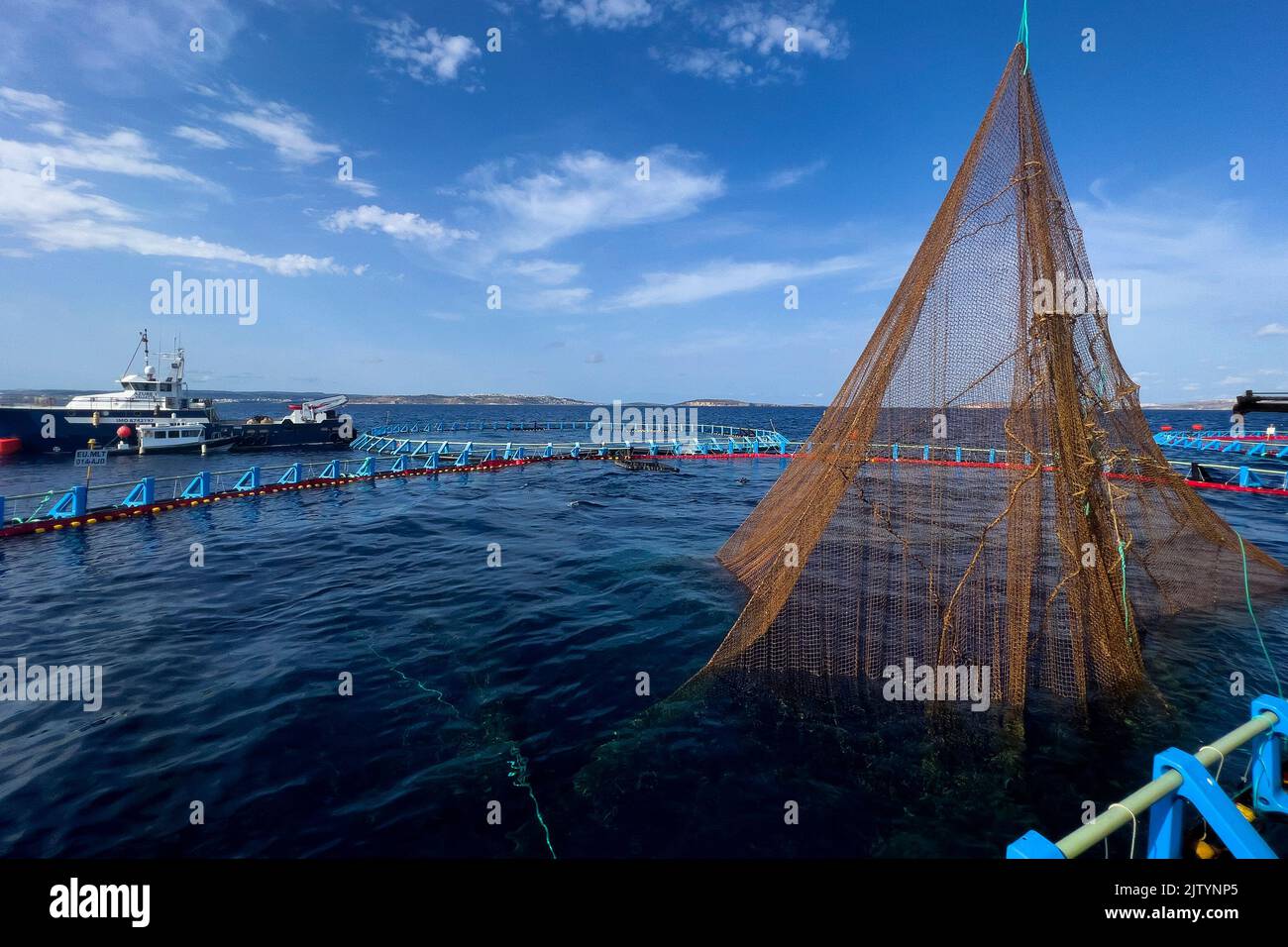 Xemxija. 1st Sep, 2022. Photo taken on Sept. 1, 2022 shows a bluefin