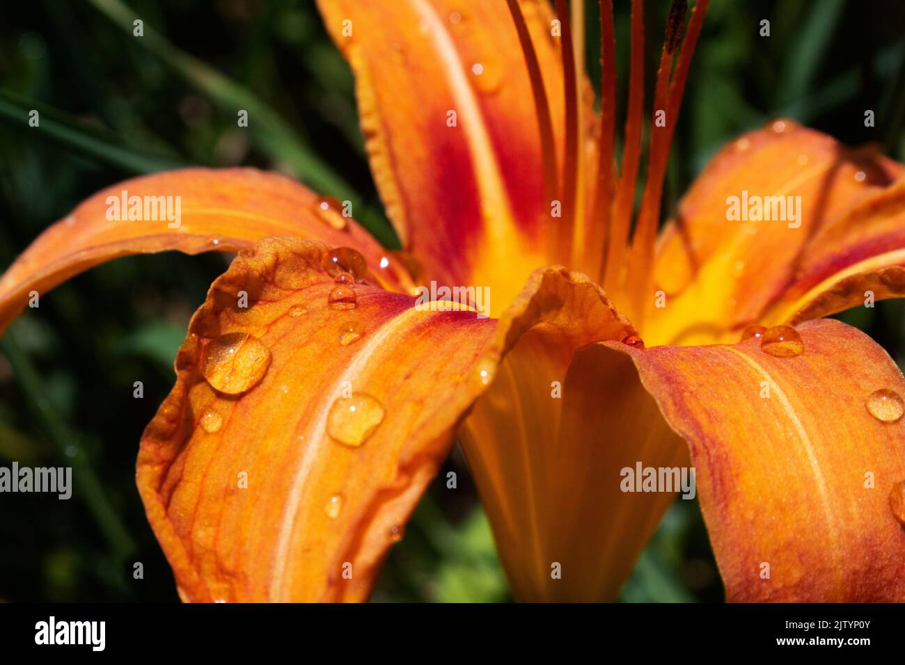 Close up of Tiger Lilies in full bloom, taken in northern Virginia in the summer Stock Photo