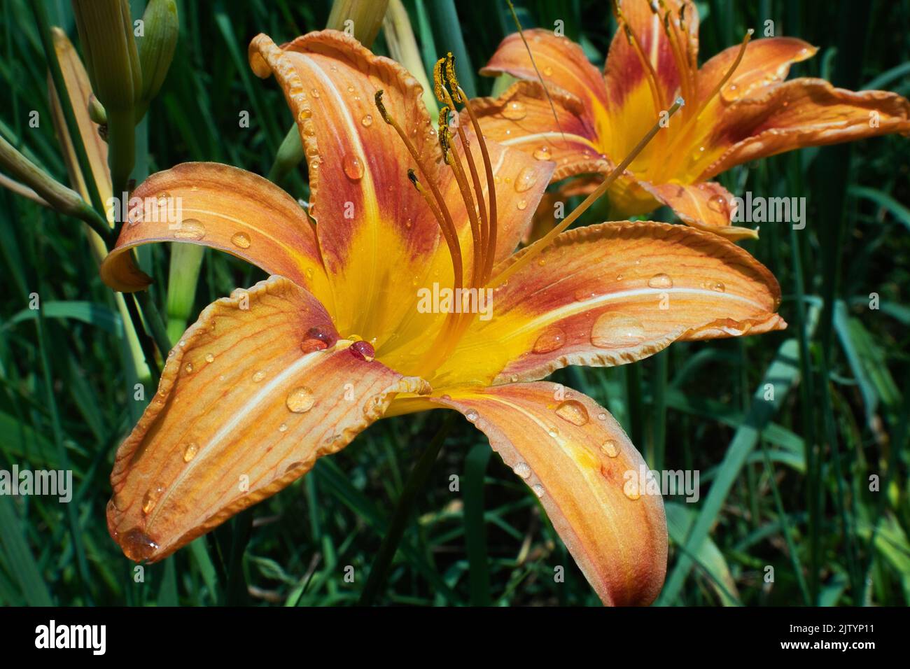 Close up of Tiger Lilies in full bloom, taken in northern Virginia in the summer Stock Photo