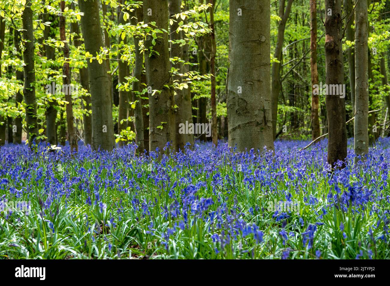 carpet of Beautiful bluebells a symbol of humility constancy gratitude and everlasting love amongst trees in English woodland Stock Photo