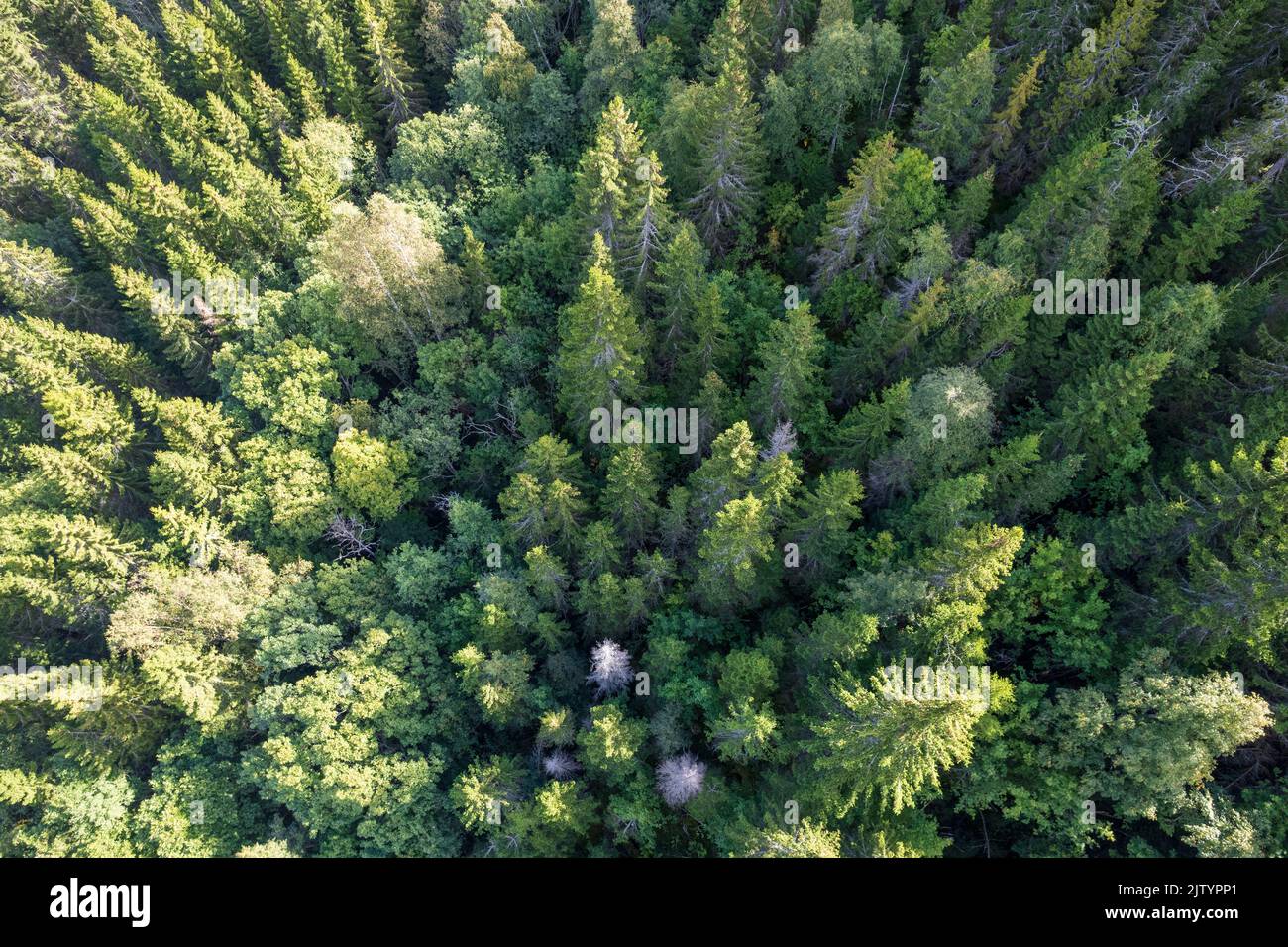 Aerial view of summer green trees in forest in a rural area. drone ...