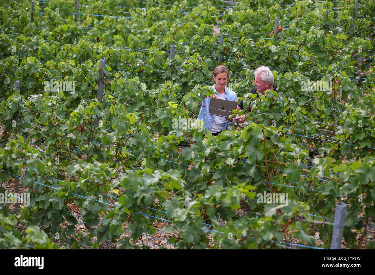 02 September 2022, SaxonyAnhalt, Freyburg During the bonitur, head