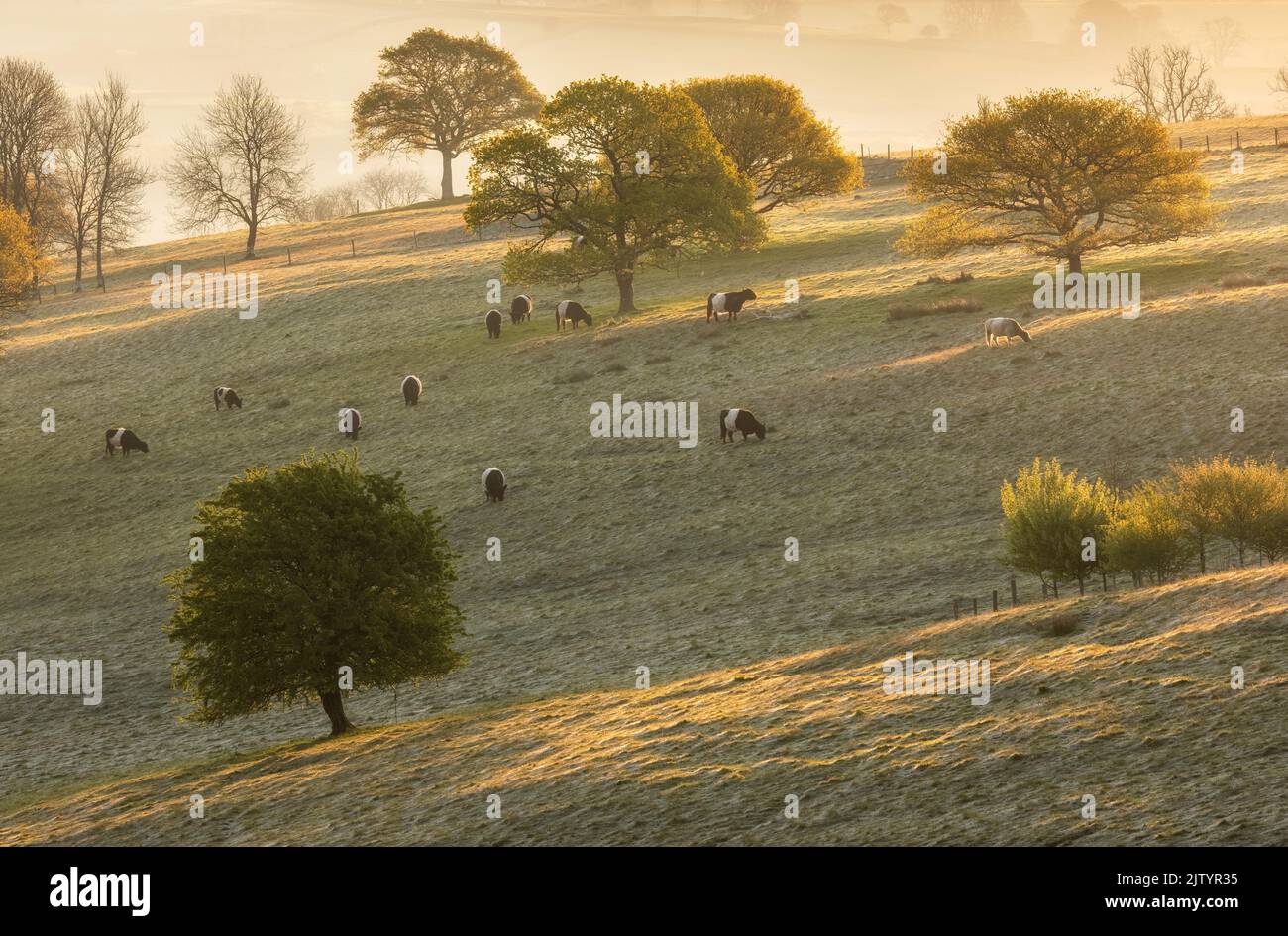 Oak trees (Quercus robur) on downland with belted galloway cattle, Mainden Newton, Dorset, England, UK Stock Photo