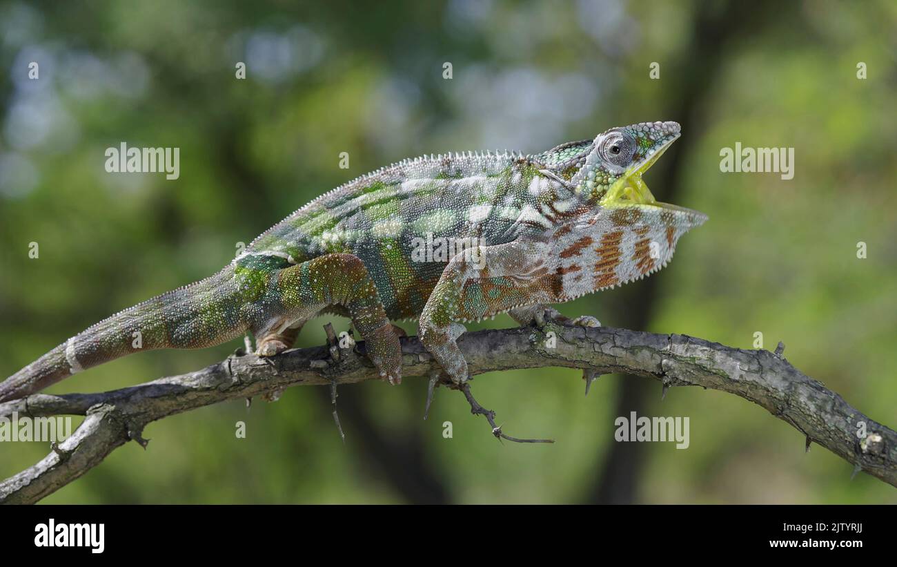 Chameleon sits on a tree branch opens its yellow mouth wide during molting. Panther chameleon (Furcifer pardalis). Stock Photo