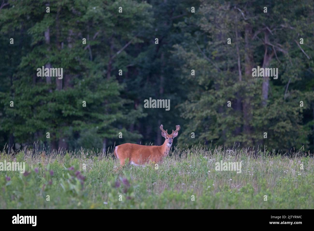 White-tailed buck browsing in a northern Wisconsin field. Stock Photo