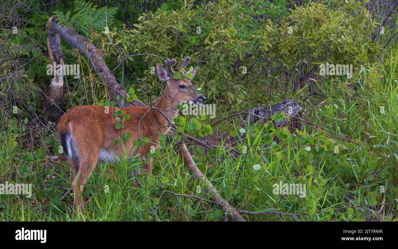 Young white-tailed buck pauses from eating aspen leaves along a shoreline in northern Wisconsin. Stock Photo