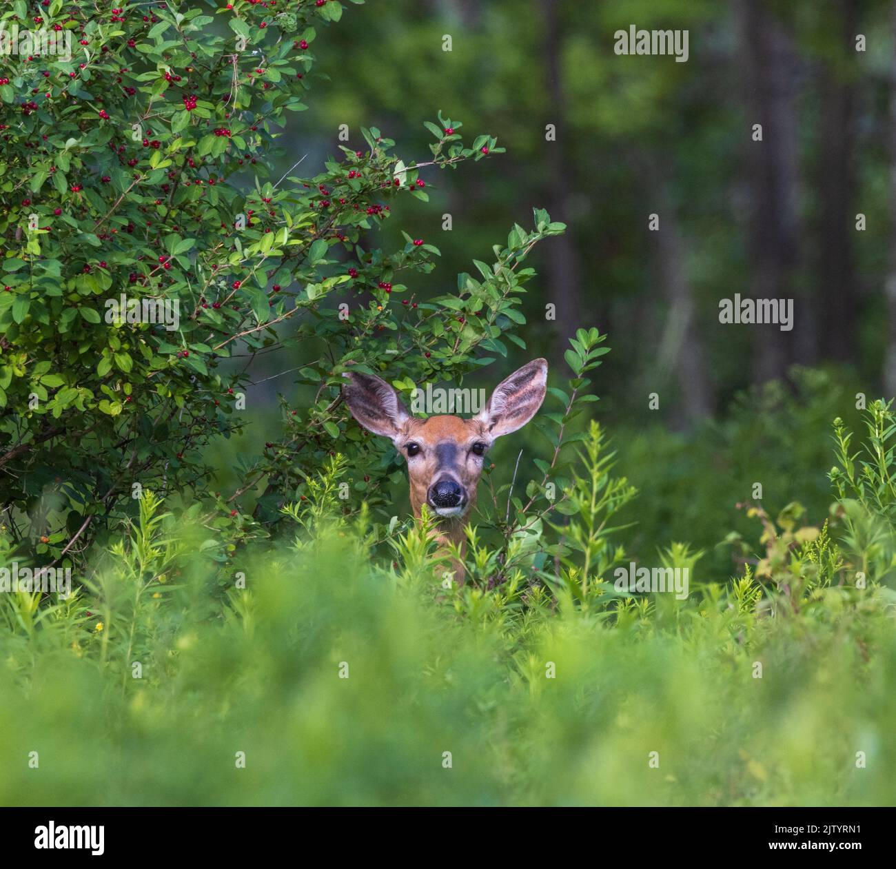 White-tailed doe standing next to a honeysuckle bush she was browsing. Stock Photo