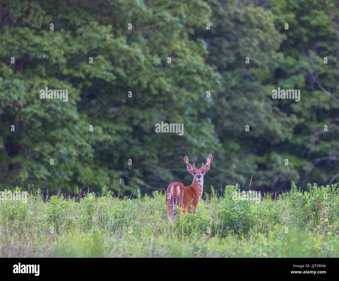 White-tailed buck browsing in a northern Wisconsin field. Stock Photo