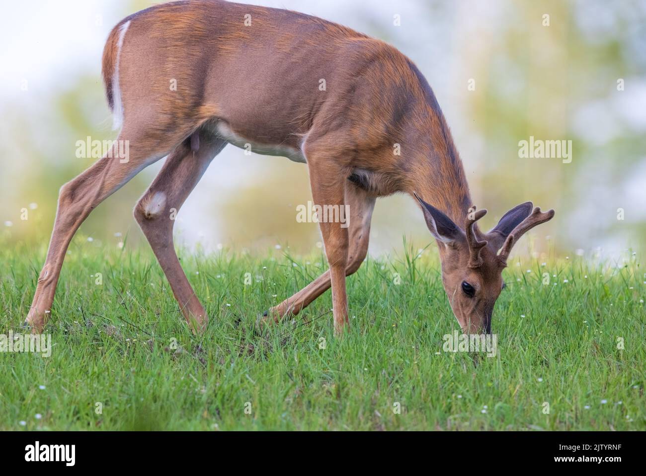 Young white-tailed buck in a northern Wisconsin field. Stock Photo