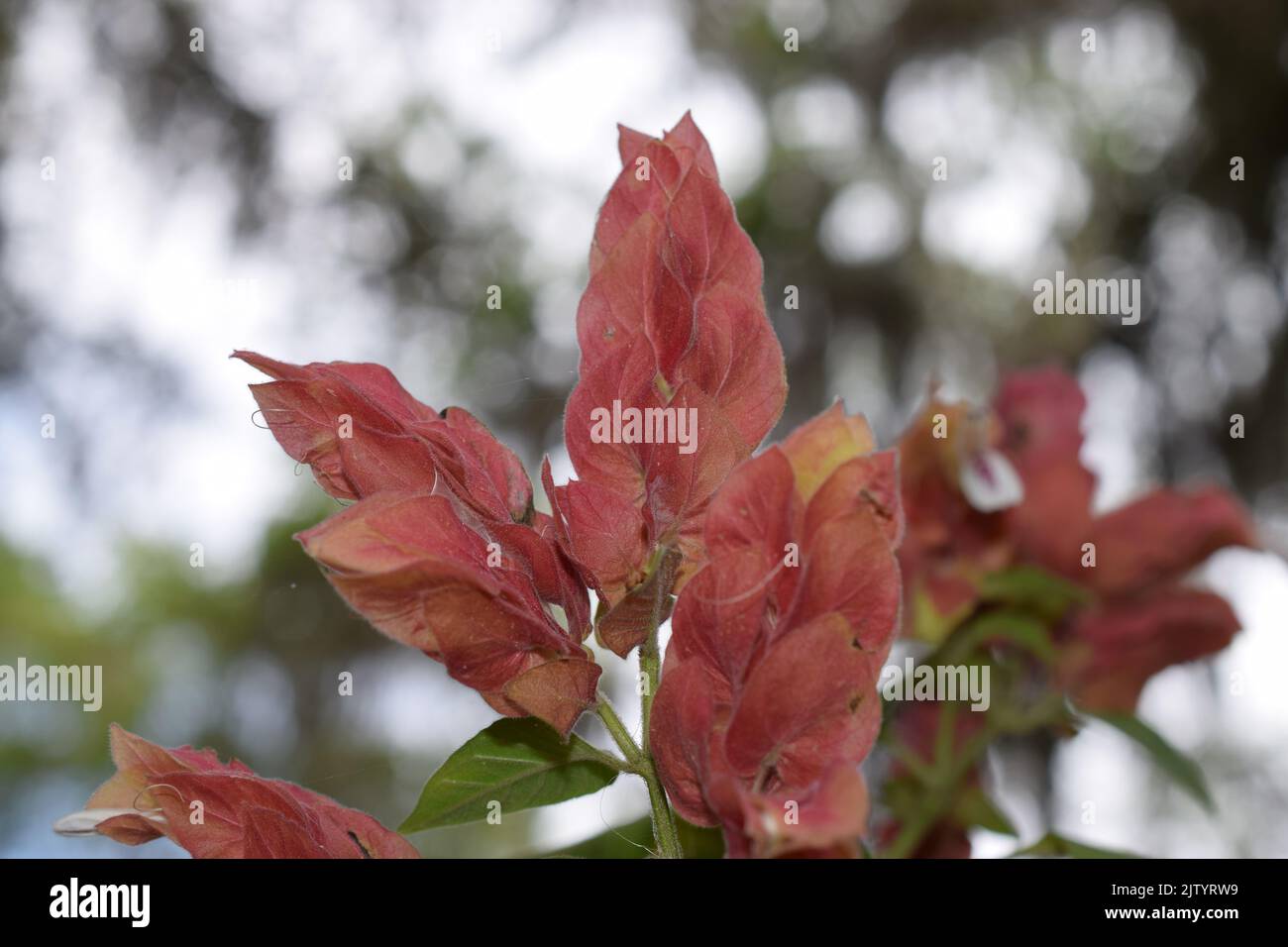 A shallow focus shot of Justicia brandegeeana plants with blur background Stock Photo