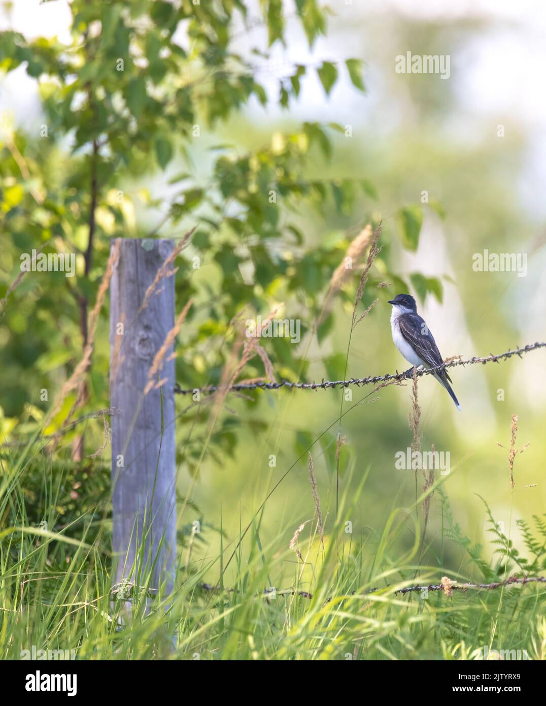 Eastern kingbird in northern Wisconsin. Stock Photo