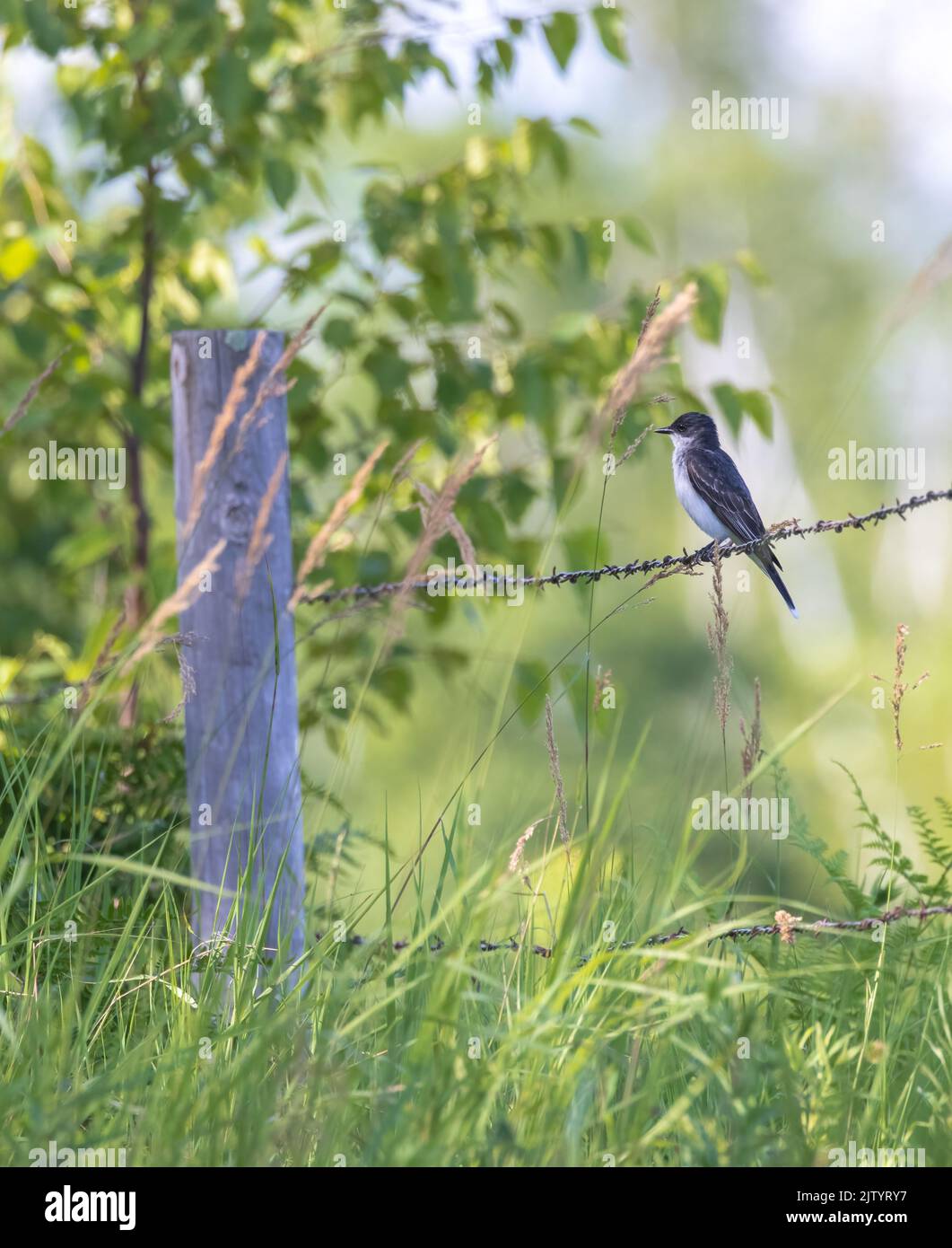 Eastern kingbird in northern Wisconsin. Stock Photo