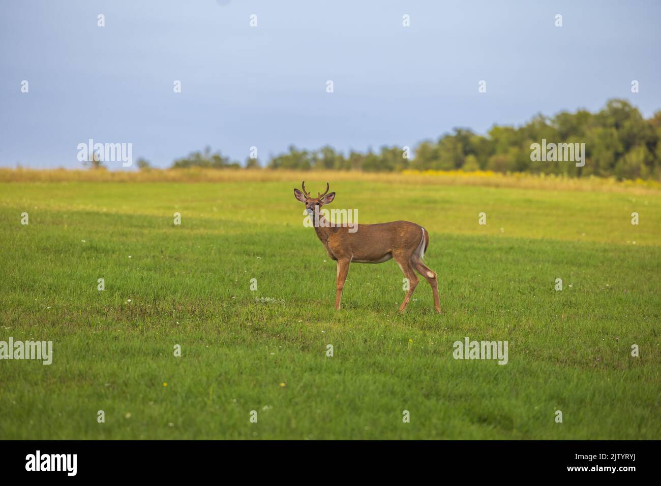 Young white-tailed buck in a northern Wisconsin field. Stock Photo