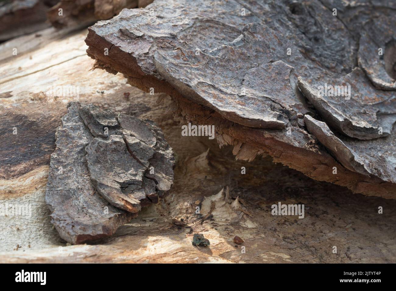 Squirrel damage and Peeling bark on tree Stock Photo