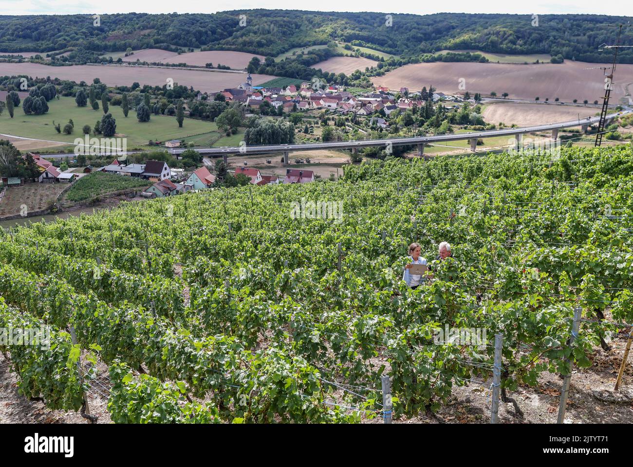 02 September 2022, SaxonyAnhalt, Freyburg During the bonitur, head