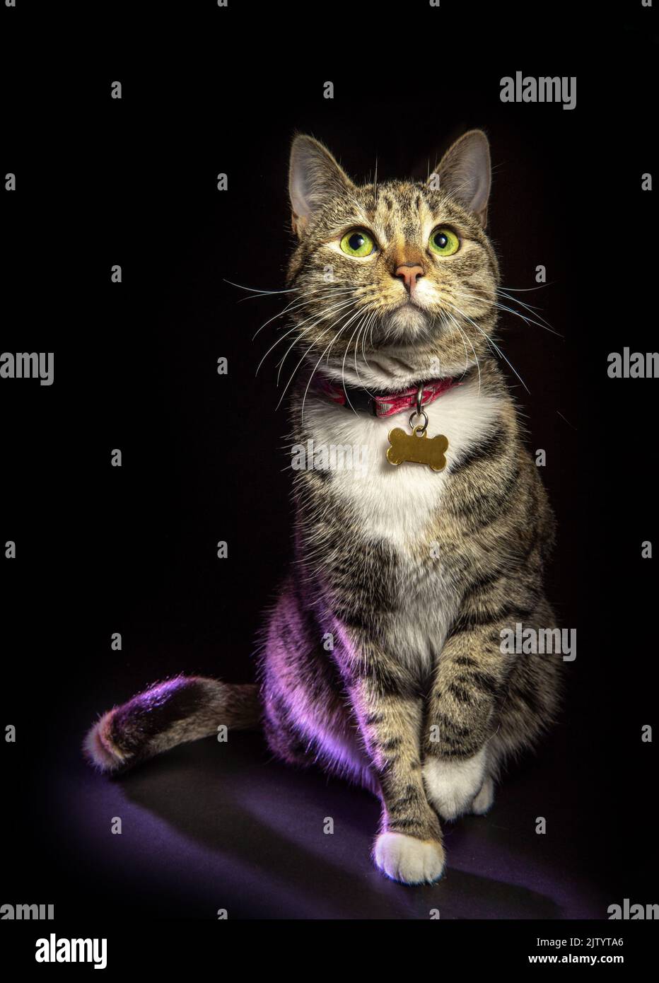 gray tabby cat wearing collar with green eyes sitting looking up ...