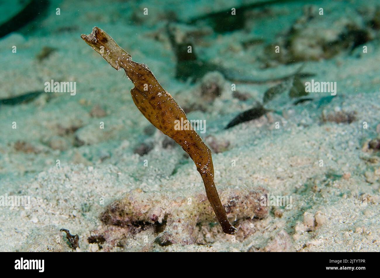 Robust Ghost Pipefish (Solenostomus cyanopterus), Puerto Galera, Mindoro, Philippines, Indo-Pacific ocean, Asia Stock Photo