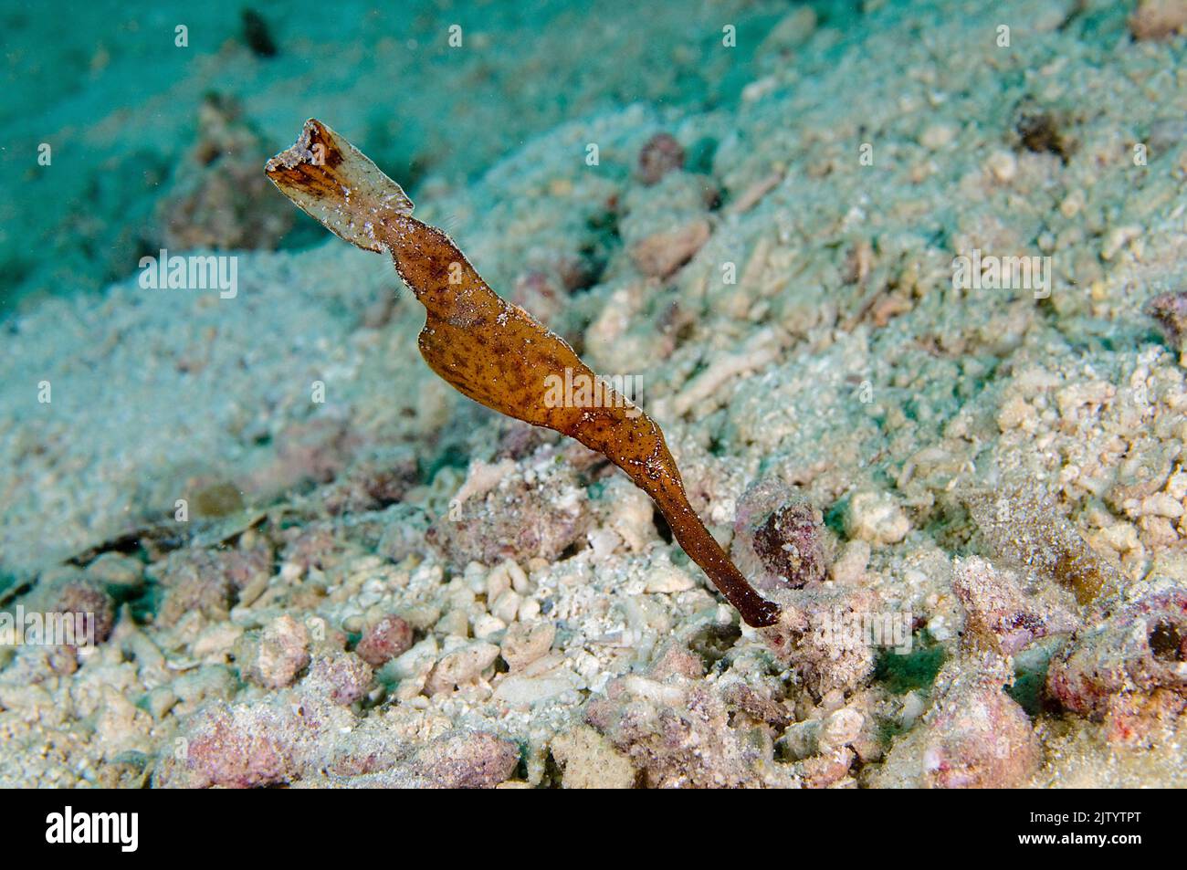 Robust Ghost Pipefish (Solenostomus cyanopterus), Puerto Galera, Mindoro, Philippines, Indo-Pacific ocean, Asia Stock Photo