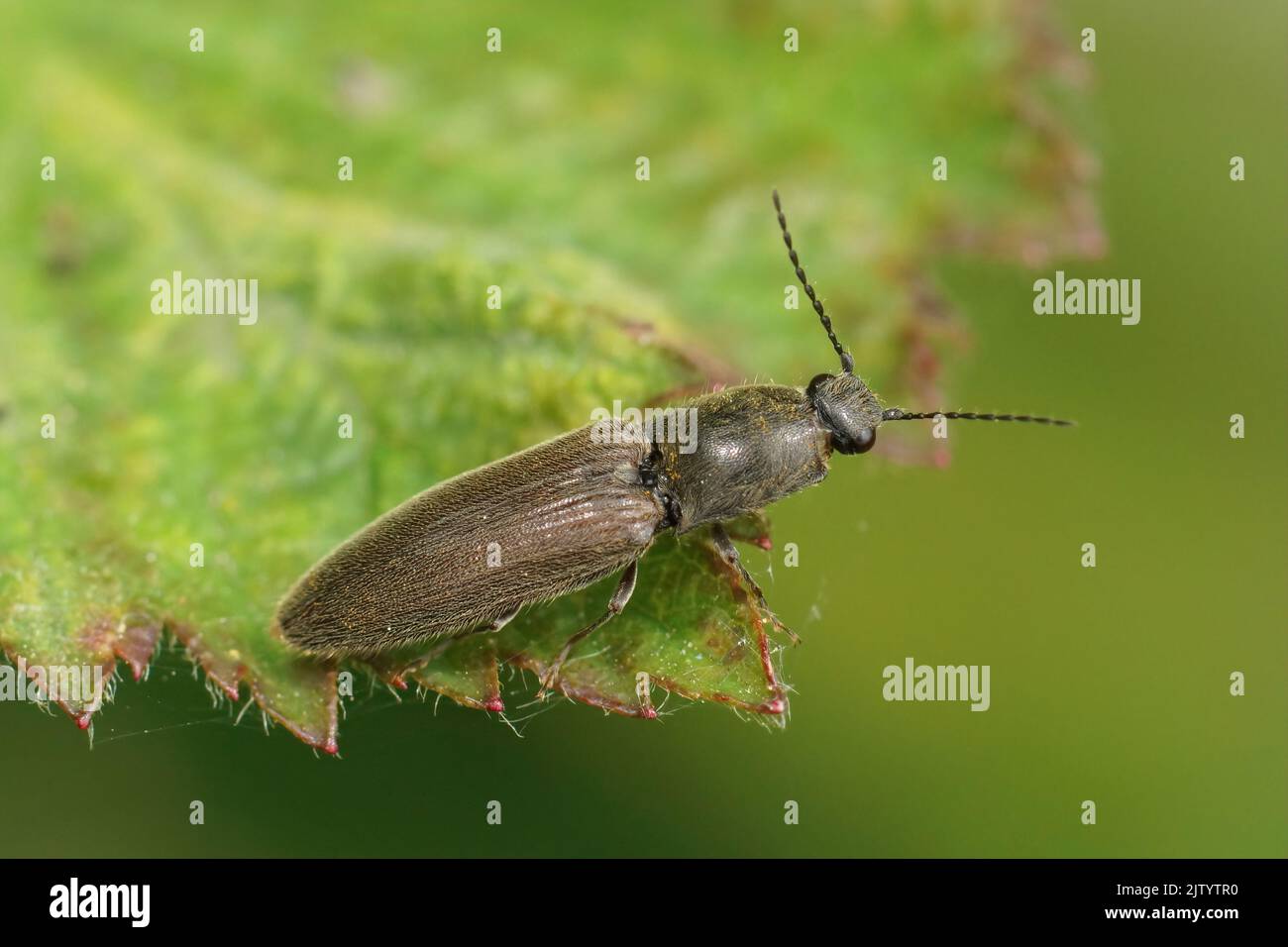 Natural closeup on a brown , hairy, cliking beetle Athous haemorrhoidalis sitting on a green leaf Stock Photo