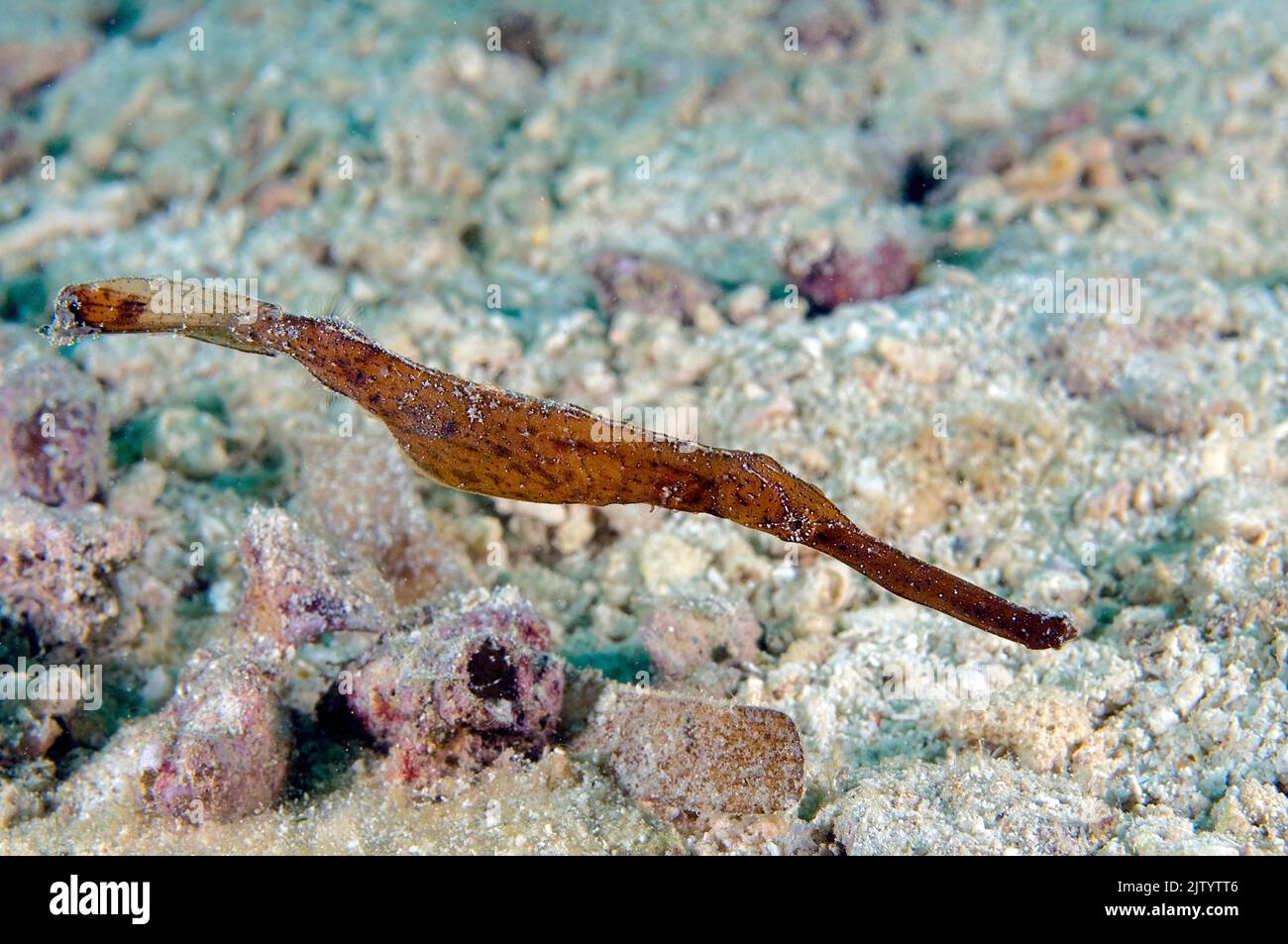 Robust Ghost Pipefish (Solenostomus cyanopterus), Puerto Galera, Mindoro, Philippines, Indo-Pacific ocean, Asia Stock Photo