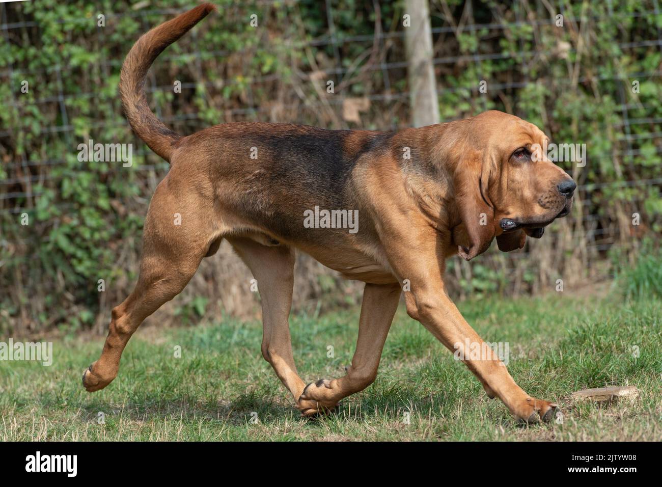 bloodhound running Stock Photo