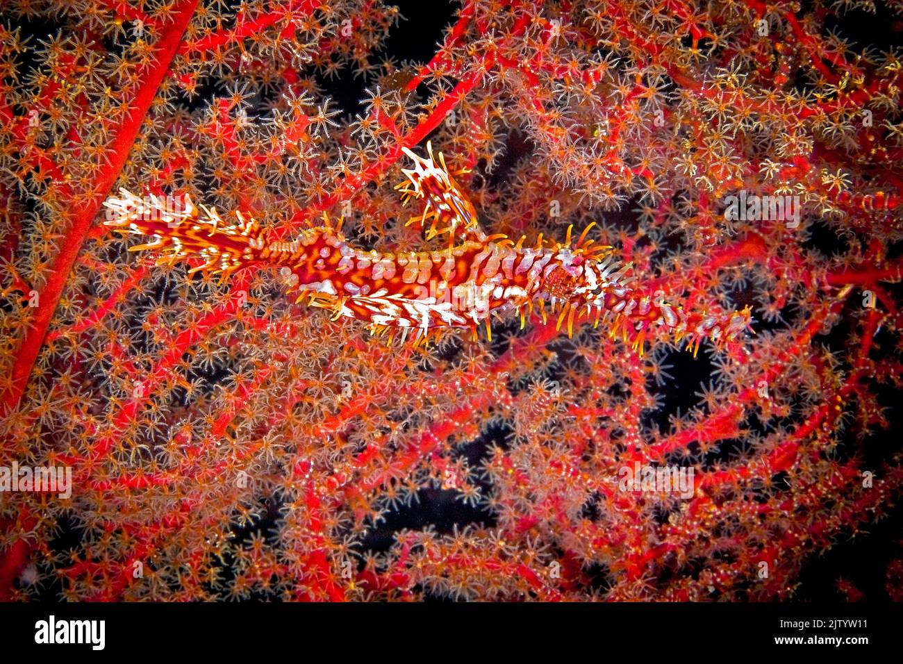 Ornate ghost pipefish or Harlequin ghost pipefish (Solenostomus paradoxus), at a red horn coral, Ari Atoll, Maldives, Indian Ocean, Asia Stock Photo