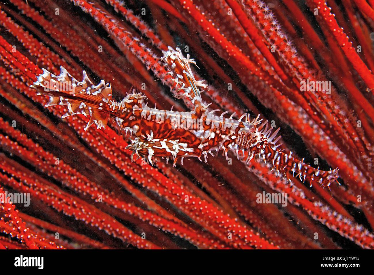 Ornate ghost pipefish or Harlequin ghost pipefish (Solenostomus paradoxus), at a red horn coral, Ari Atoll, Maldives, Indian Ocean, Asia Stock Photo
