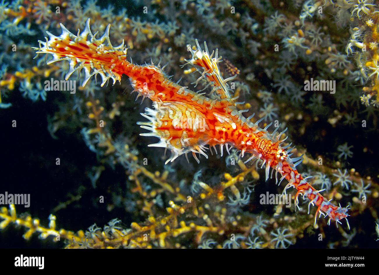 Ornate ghost pipefish or Harlequin ghost pipefish (Solenostomus paradoxus), at a horn coral, Ari Atoll, Maldives, Indian Ocean, Asia Stock Photo