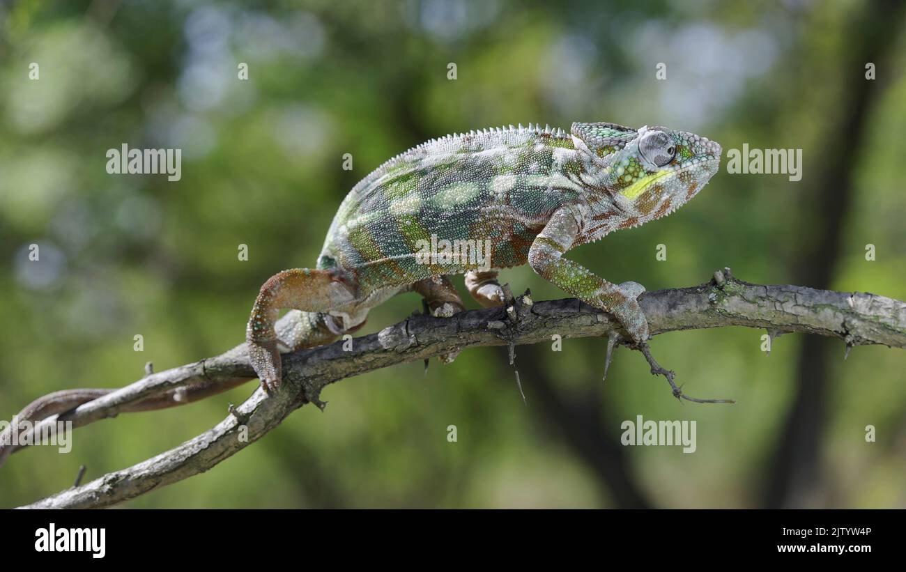 Open-mouthed chameleon sits on a tree branch and looks around. Panther chameleon (Furcifer pardalis). Close-up. Stock Photo