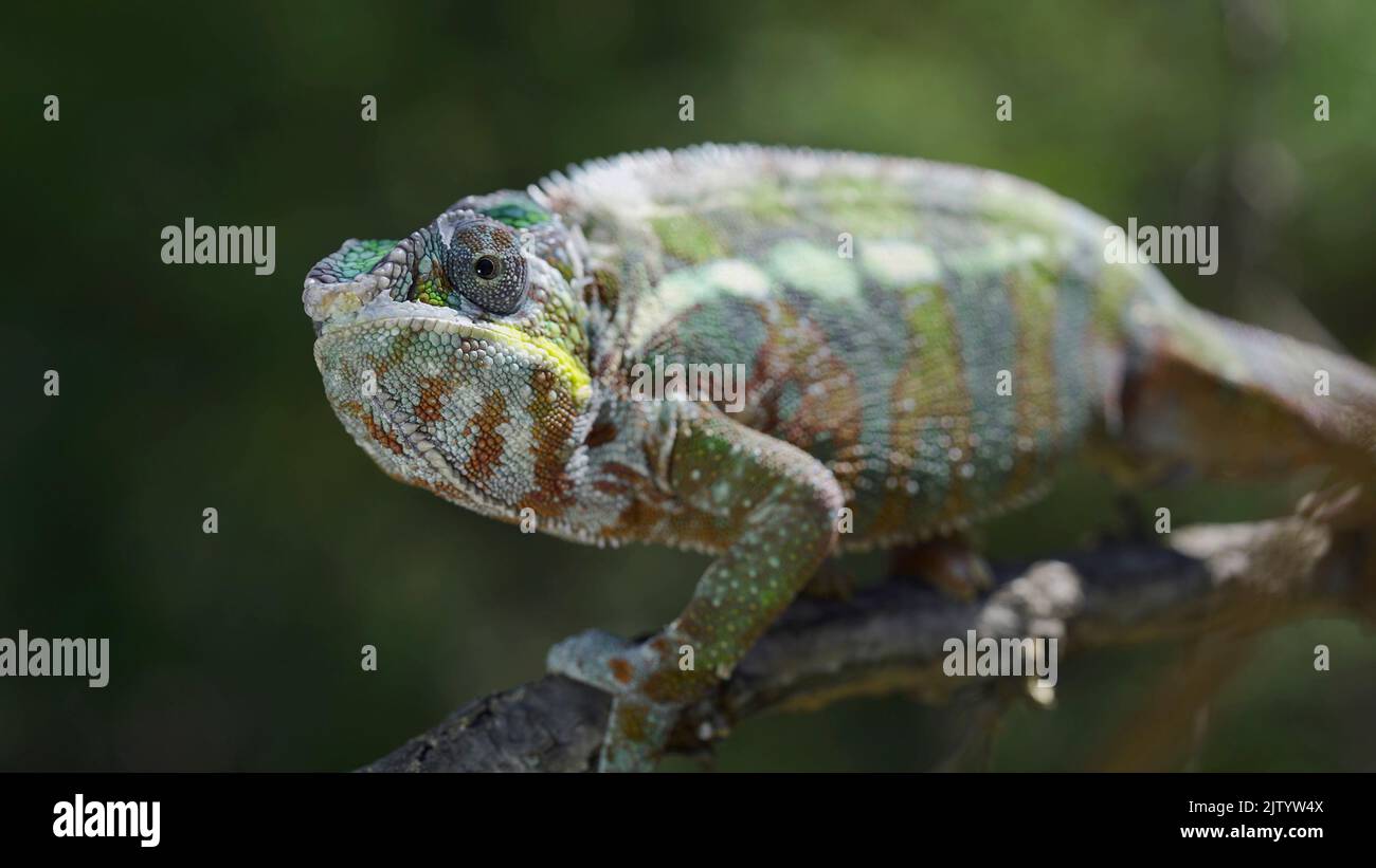 Close up of Chameleon sits on a tree branch and looks around. Panther chameleon (Furcifer pardalis) Stock Photo