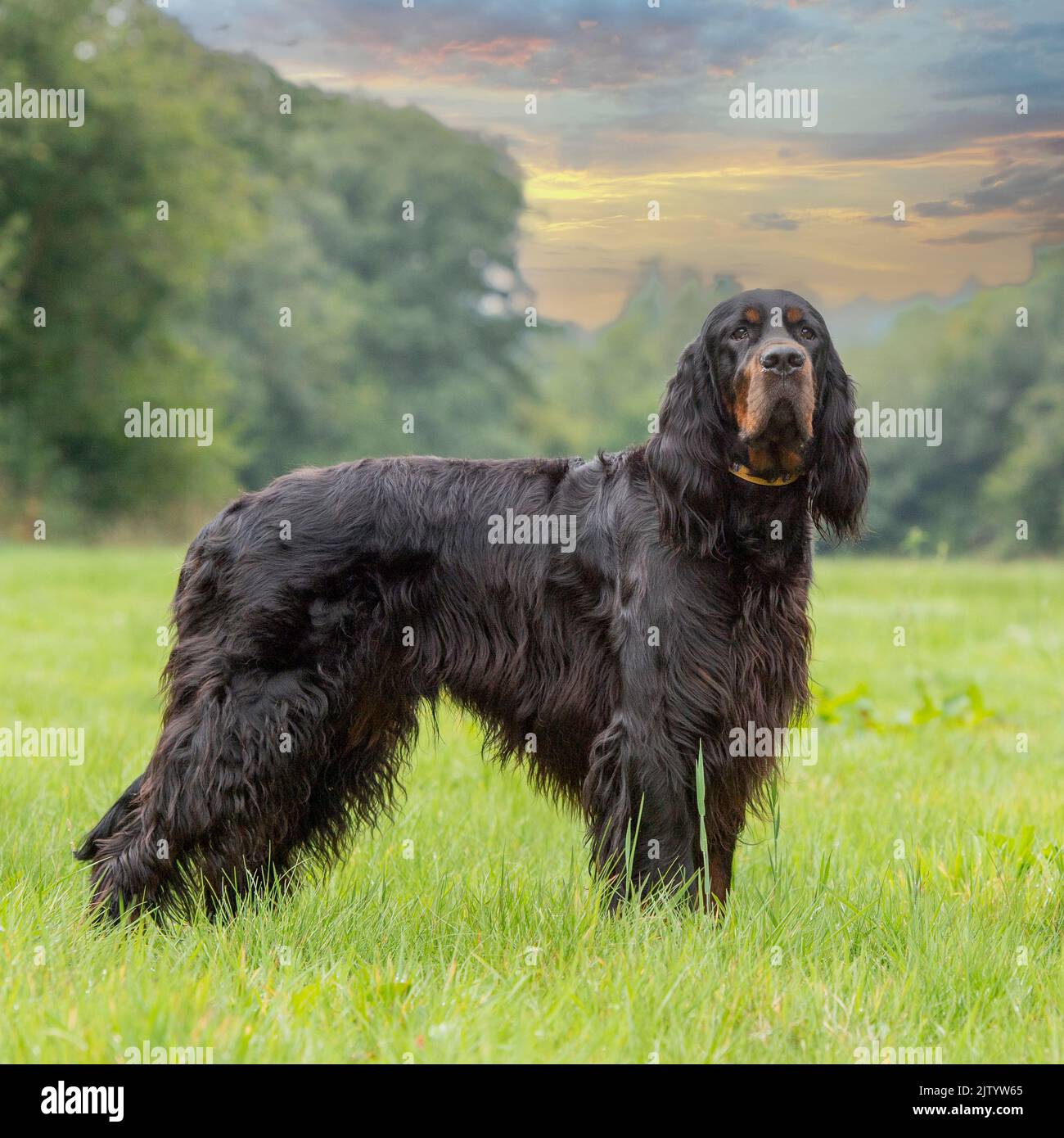 Gordon Setter dog Stock Photo