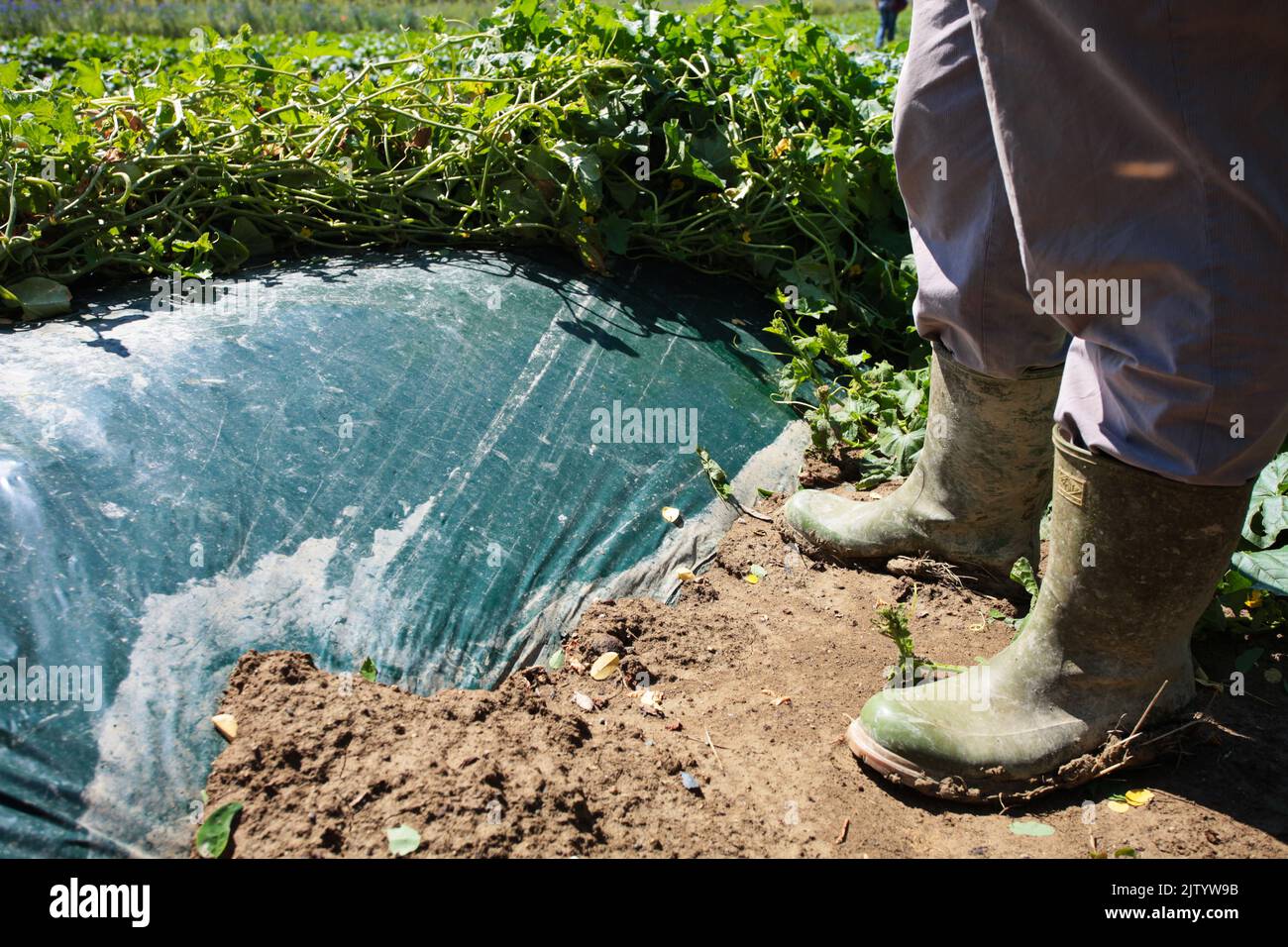 Agriculture, field, biodegradable and compostable plastic mulching film Stock Photo