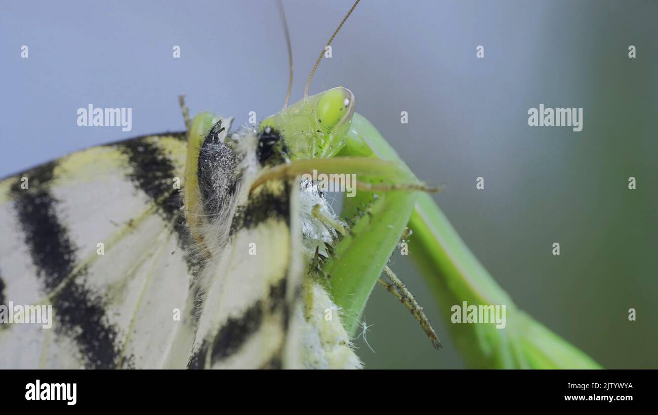 Green praying mantis sits on a tree branch and eats big butterfly