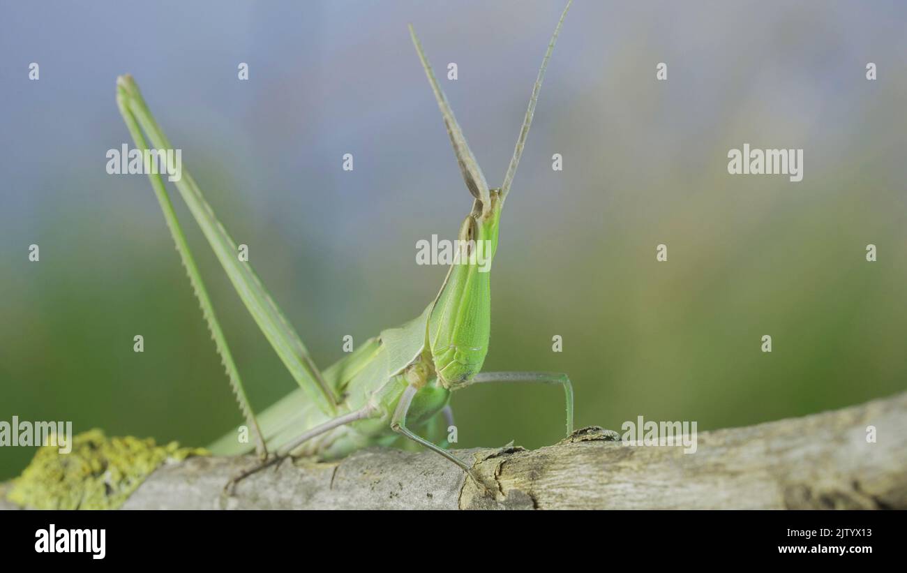 Close-up portrait of Giant green slant-face grasshopper Acrida sits on ...