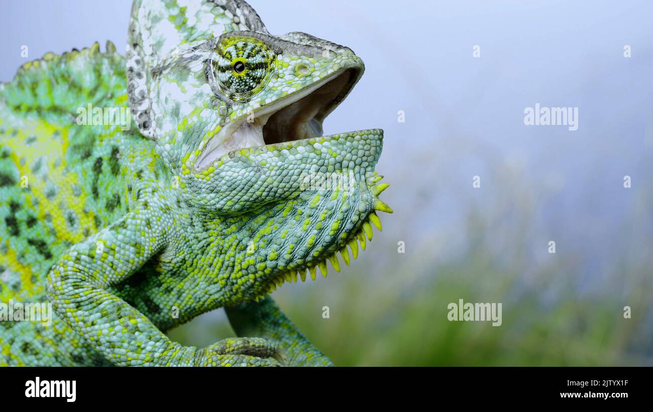 Aggressive behavior of an adult chameleon sits on a tree branch and