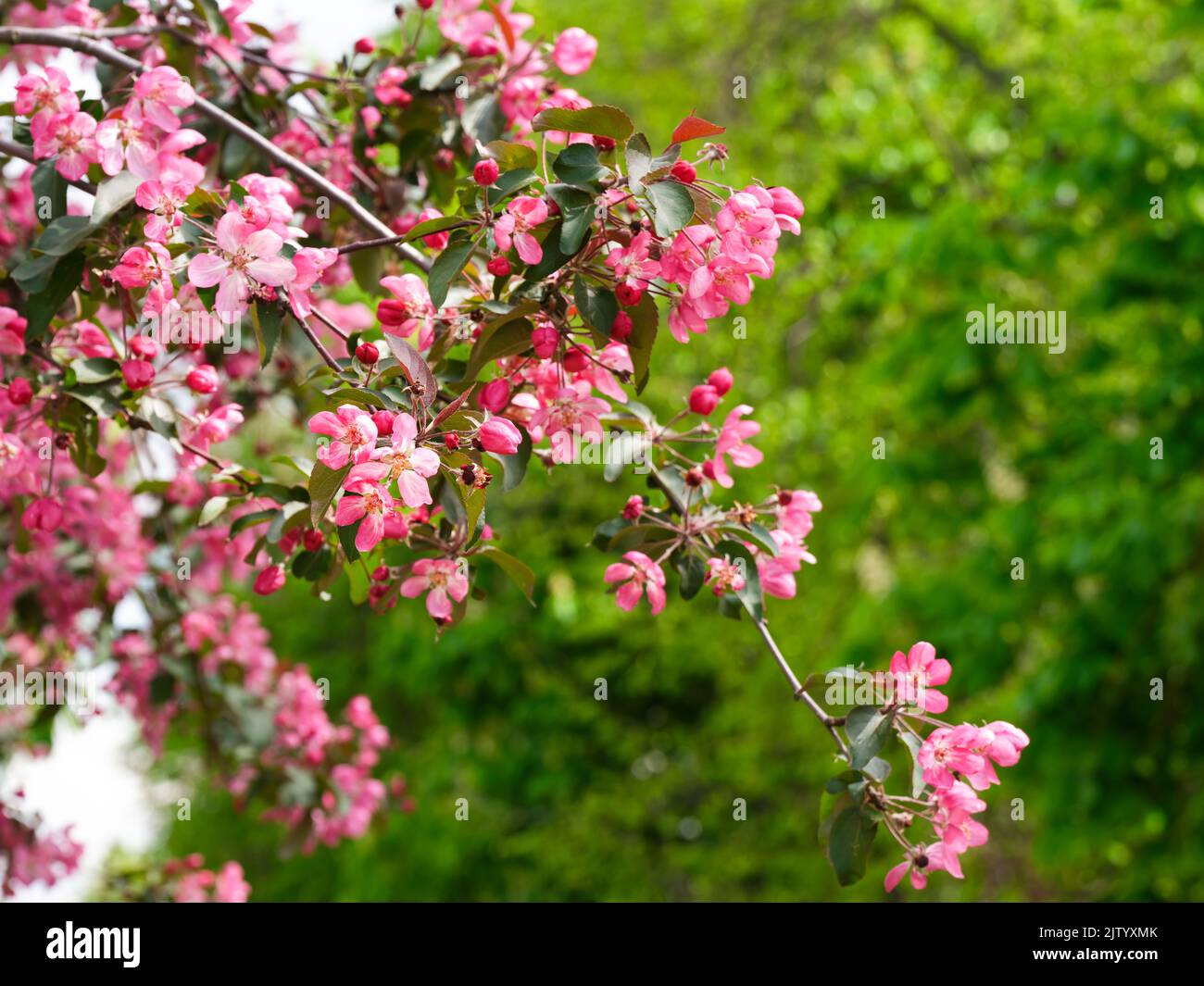 Pink flowers on apple tree branches blooming in orchard Stock Photo