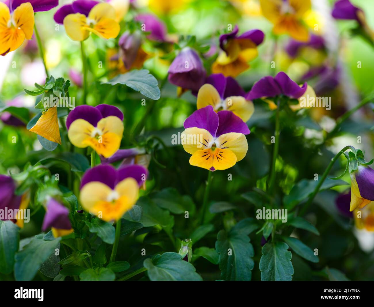 Yellow and violet pansies flowering in the garden Stock Photo