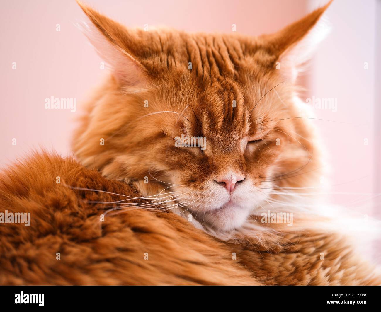 A portrait of a sleeping ginger Maine Coon cat. Stock Photo