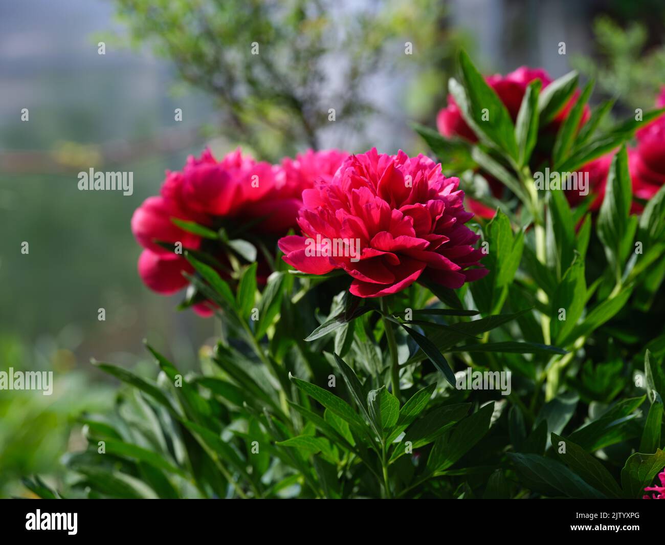 A beautiful magenta peony bush flowering in the garden. Stock Photo