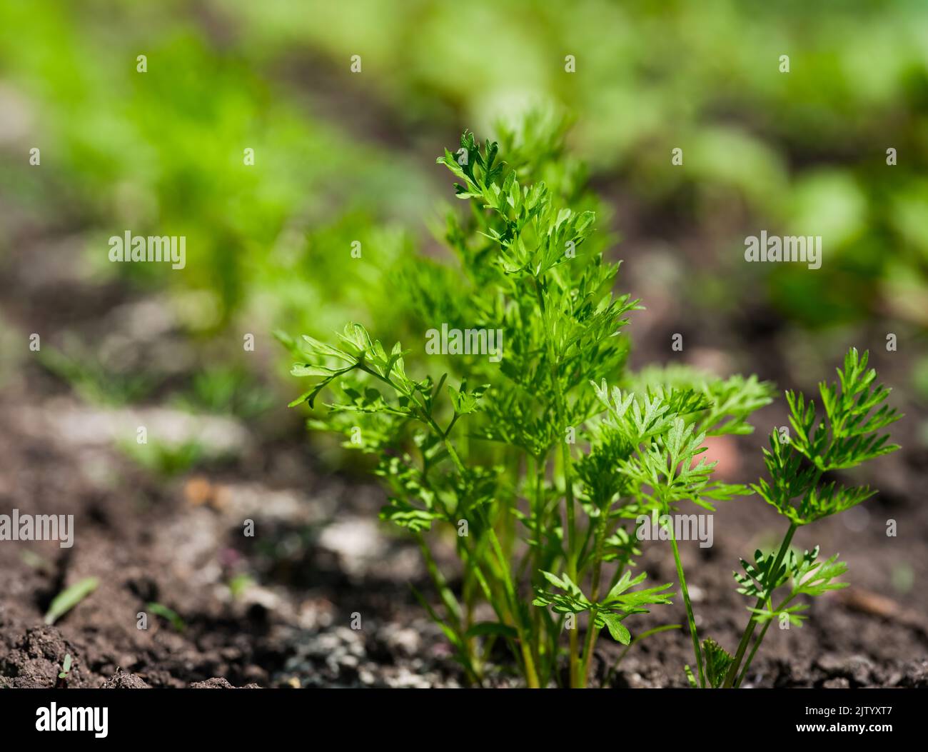 A close-up shot of fresh young carrot plants growing in a vegetable garden Stock Photo