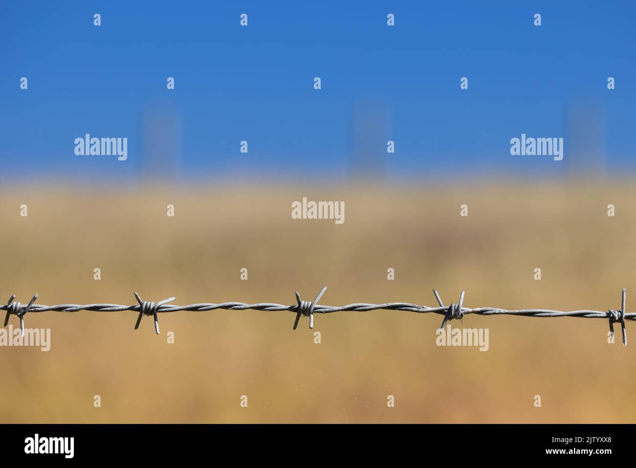 Barbed wire against the background of a dry, yellow, meadow and a bright blue sky Stock Photo