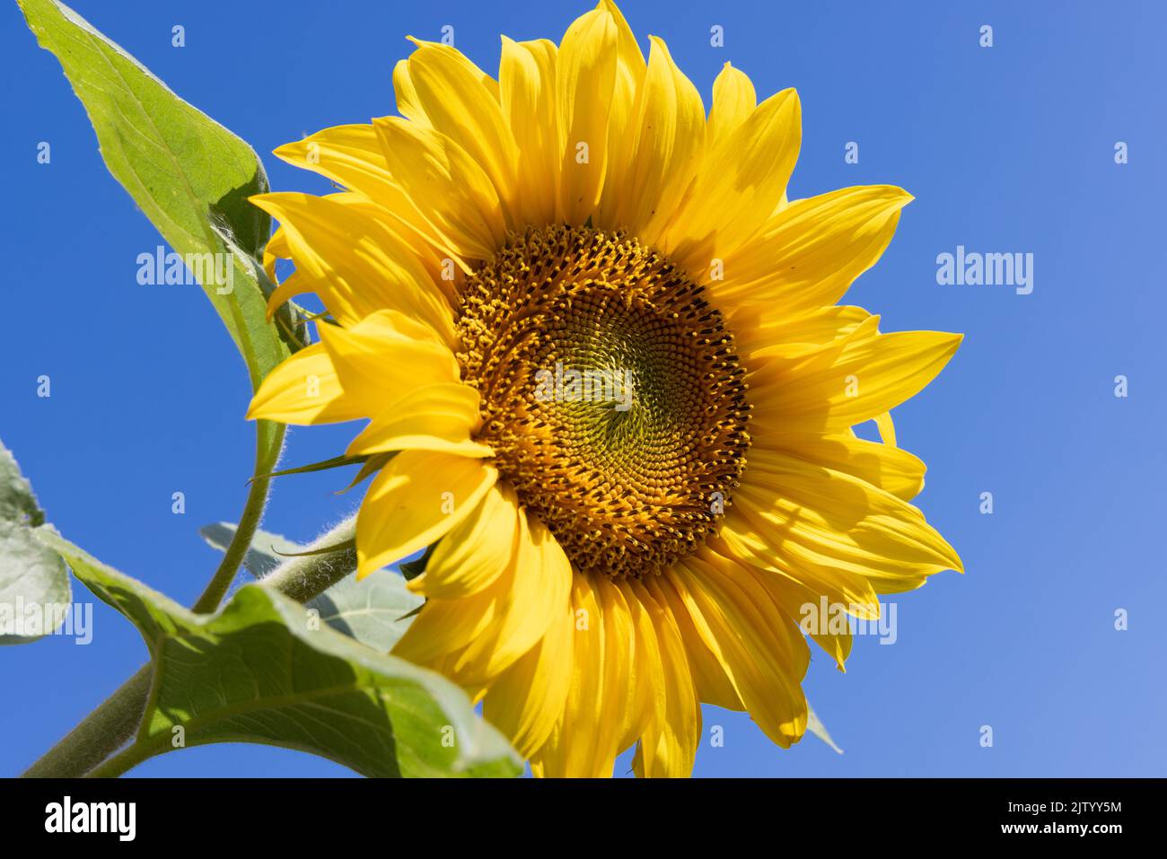 Sunflower against a bright blue sky Stock Photo